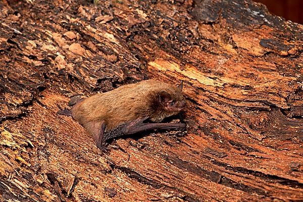 Rough-skinned bat