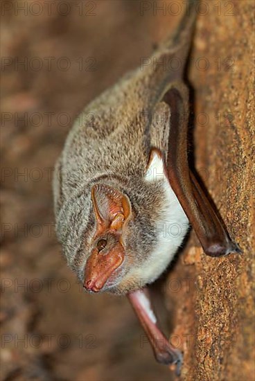 Mauritian Tomb Bat