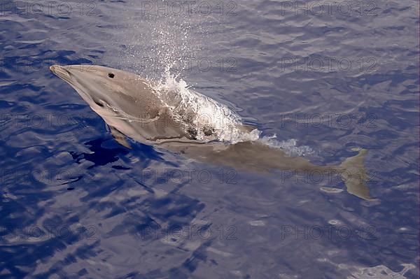 Fraser's Dolphin