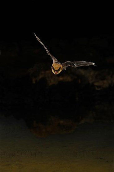 California california myotis