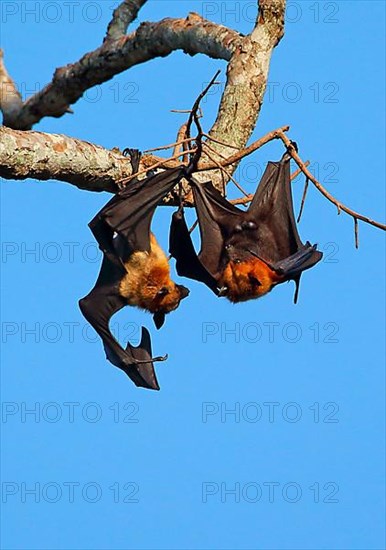 Lyle's Flying Fox