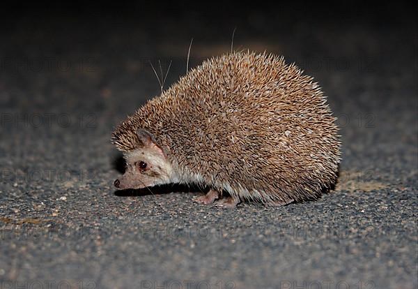 Indian hedgehog