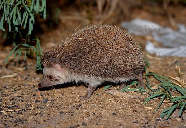 Indian hedgehog