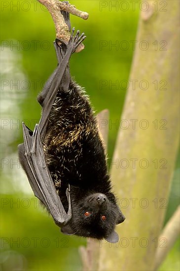 Comoro flying fox