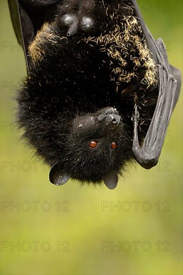 Comoro flying fox