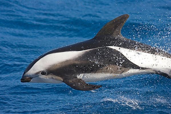 Hourglass dolphin