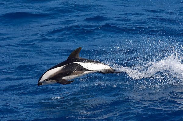 Hourglass dolphin