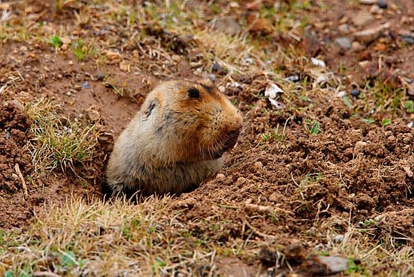 Big-headed mole rat