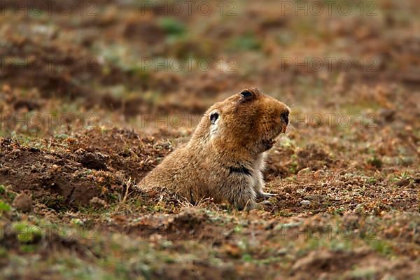 Big-headed mole rat