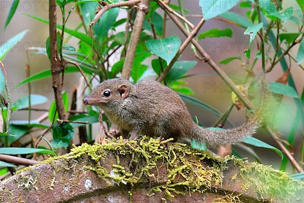 Northern treeshrew