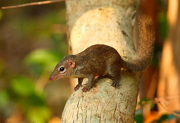 Northern treeshrew