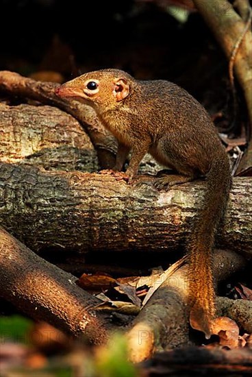 Northern treeshrew