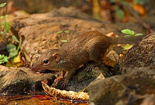 Northern treeshrew