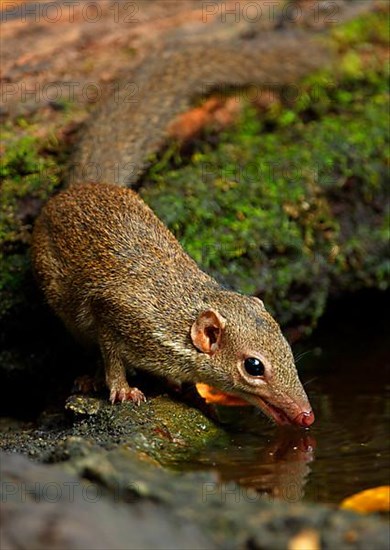 Northern treeshrew