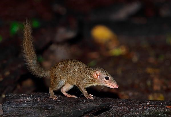 Northern treeshrew