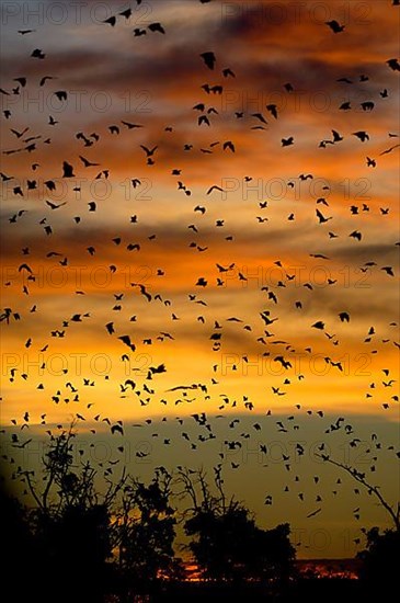 Straw-coloured Fruit Bat