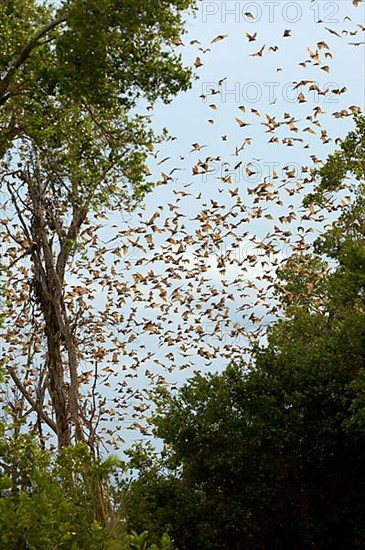 Straw-coloured fruit bats