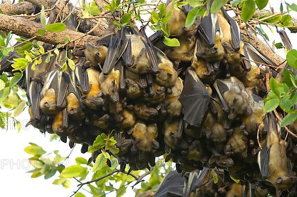 Straw-coloured Fruit Bat