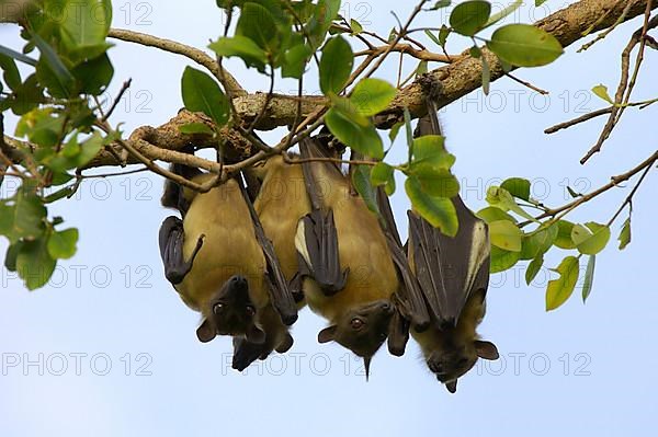 Straw-coloured fruit bats