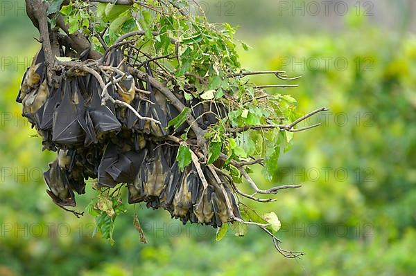 Straw-coloured Fruit Bat