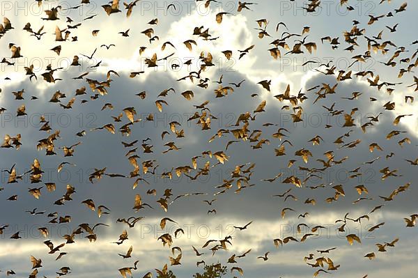 Straw-coloured Fruit Bat