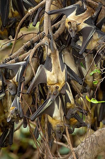 Straw-coloured Fruit Bat