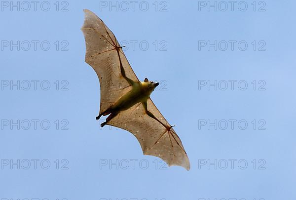 Straw-coloured Fruit Bat