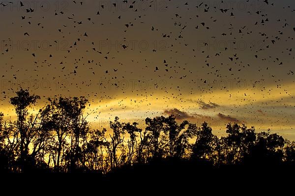 Straw-coloured Fruit Bat