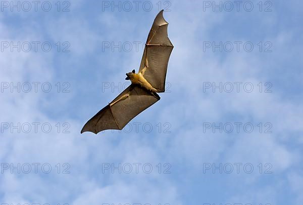 Straw-coloured Fruit Bat