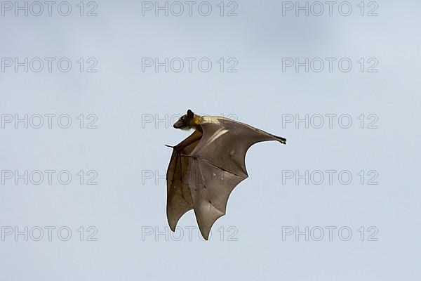 Straw-coloured Fruit Bat