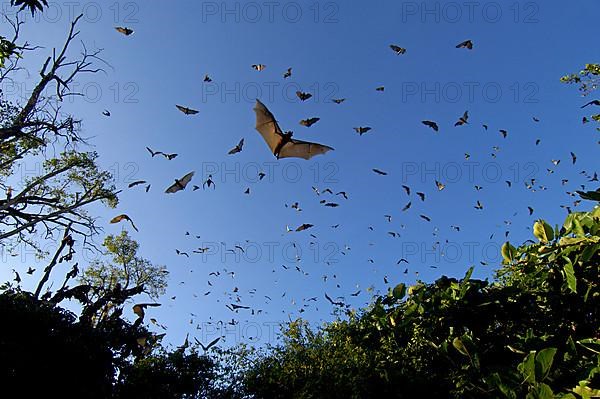 Straw-coloured fruit bats