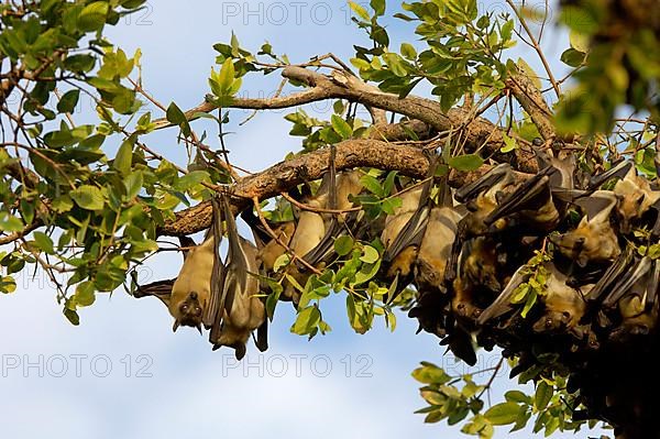 Straw-coloured fruit bats