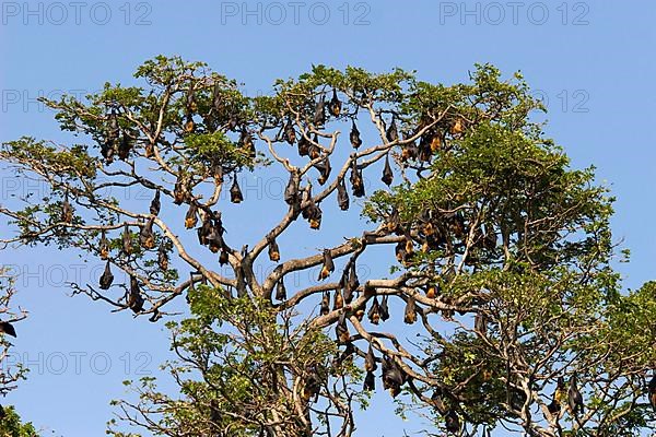 Indian flying fox