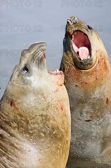 Southern Elephant seal