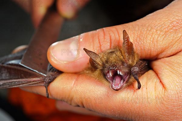 Researcher measures bats caught with a harp trap for conservation studies