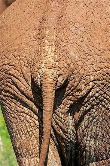 African elephant