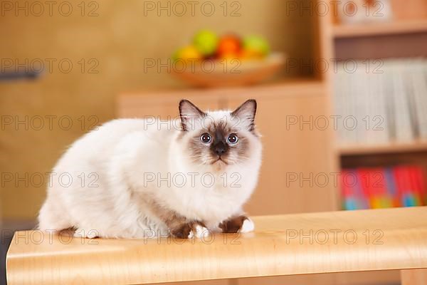 Sacred cat of Burma