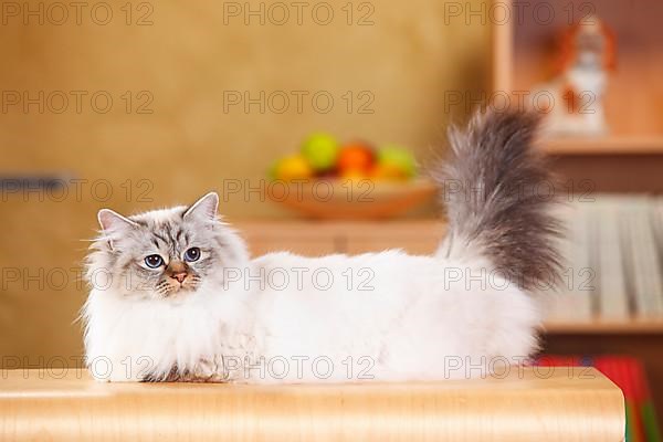 Sacred cat of Burma