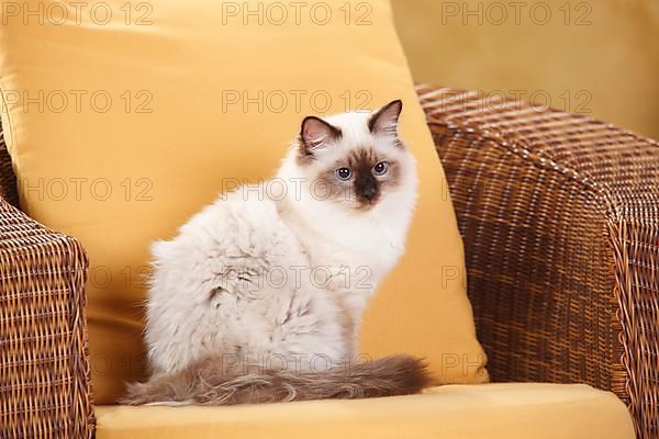 Sacred cat of Burma