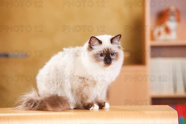 Sacred cat of Burma