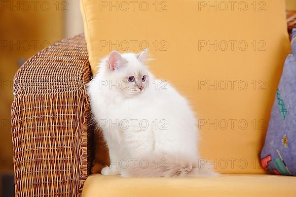 Sacred cat of Burma