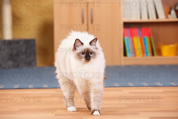 Birman cat