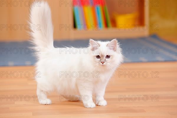 Sacred cat of Burma