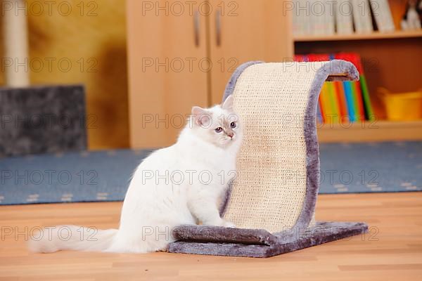 Sacred cat of Burma