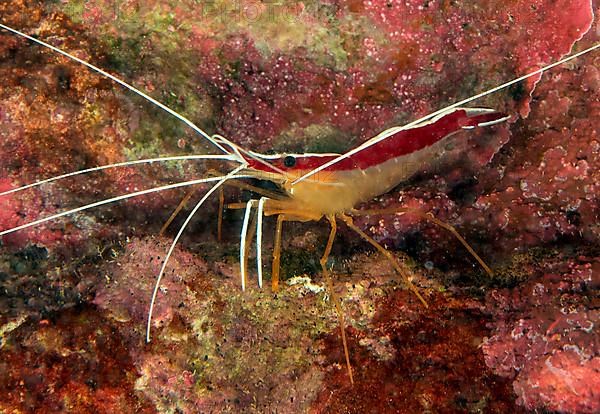 Pacific cleaner shrimp