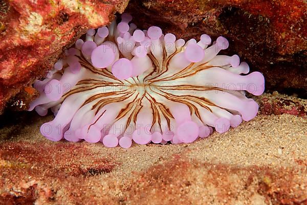 Club-tipped anemone