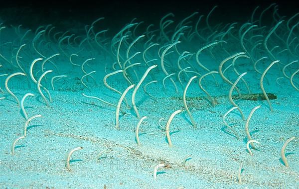 Garden Eel