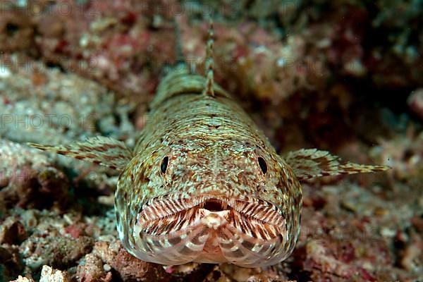 Slender Lizardfish