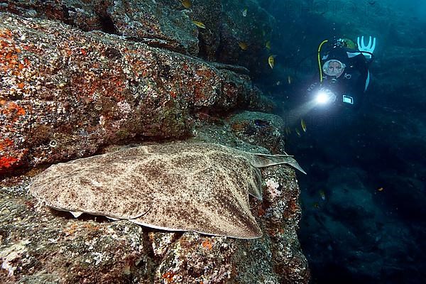 Diver and angel shark