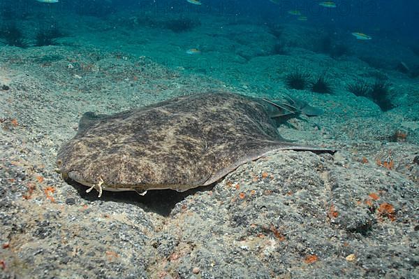 Angel Shark